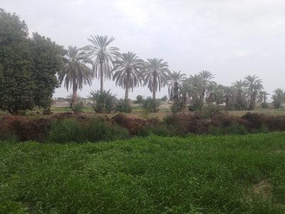 عورکی، جایی میان نخل و رؤیا در قلب مکران