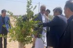 بزرگترین پارک جنگلی جنوب شرق کشور در زاهدان