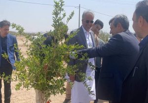 بزرگترین پارک جنگلی جنوب شرق کشور در زاهدان
