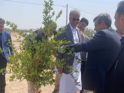 بزرگترین پارک جنگلی جنوب شرق کشور در زاهدان