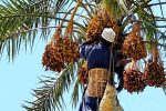 آغاز برداشت خرمای زودرس در دلگان