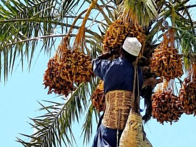 آغاز برداشت خرمای زودرس در دلگان