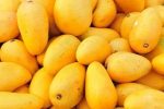 برداشت ۱۶ هزار تن انبه در سیستانوبلوچستان