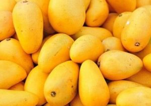 برداشت ۱۶ هزار تن انبه در سیستانوبلوچستان