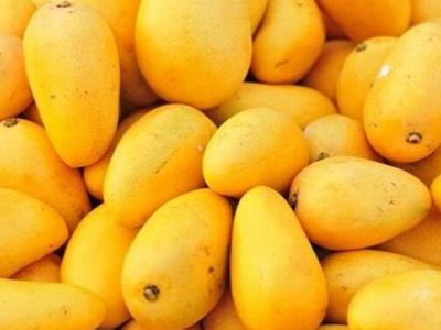 برداشت ۱۶ هزار تن انبه در سیستانوبلوچستان