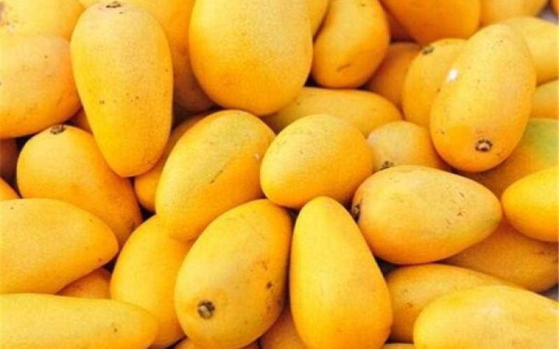برداشت ۱۶ هزار تن انبه در سیستان‌وبلوچستان
