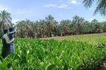 برداشت تنباکو از مزارع فنوج اغاز شد