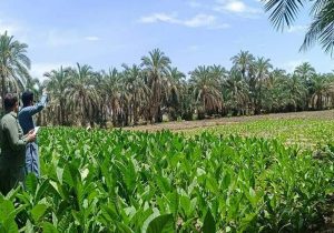 برداشت تنباکو از مزارع فنوج اغاز شد