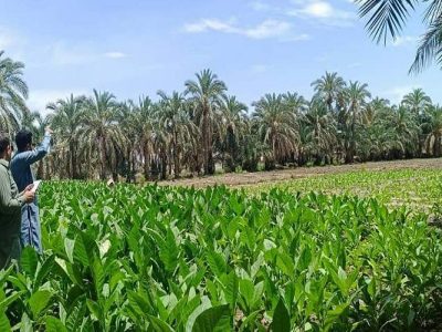 برداشت تنباکو از مزارع فنوج اغاز شد