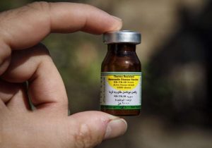 واکسیناسیون ۳۷۰ هزار قطعه طیور بومی در سیستان‌وبلوچستان