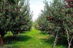 شتاب در صدور شناسنامه بهره‌برداران کشاورزی سیستان‌وبلوچستان