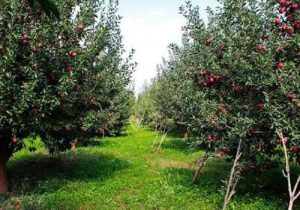شتاب در صدور شناسنامه بهره‌برداران کشاورزی سیستان‌وبلوچستان
