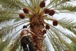 واسطهها سهم نخلداران دلگان را کاهش دادند