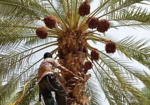 واسطهها سهم نخلداران دلگان را کاهش دادند