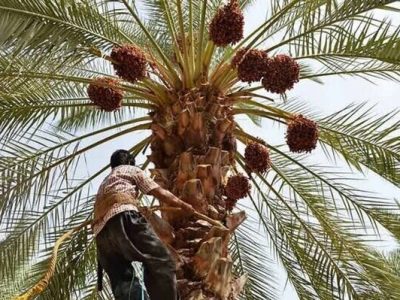 واسطهها سهم نخلداران دلگان را کاهش دادند