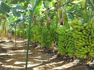 زرآباد، پایتخت موز و قطب طلایی کشاورزی