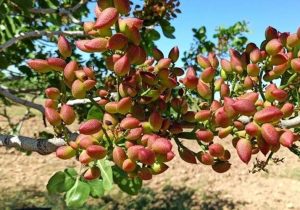 افزایش ۱۰۰۰ هکتاری سطح باغهای پسته سیستانوبلوچستان