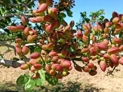 افزایش ۱۰۰۰ هکتاری سطح باغهای پسته سیستانوبلوچستان
