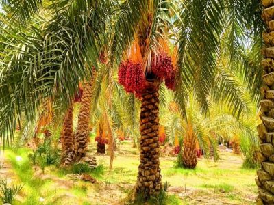 خرمای فنوج، ظرفیت مغفول اقتصاد جنوب سیستان‌وبلوچستان