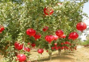 برداشت ۳۱ هزار تن انار از باغ‌های سیستان‌وبلوچستان