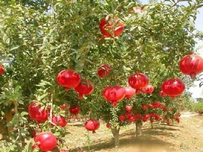 برداشت ۳۱ هزار تن انار از باغ‌های سیستان‌وبلوچستان